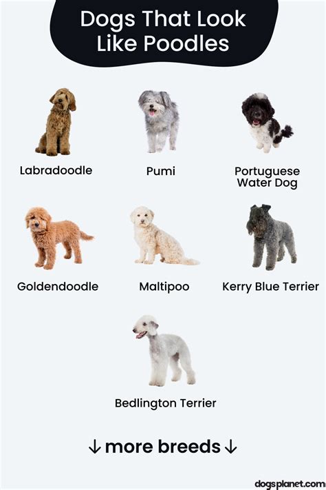 dogs that are similar to poodles